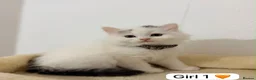 Mixed Breed cats for sale: Gorgeous British Short Hair mixed with Ragdoll in Enfield - Advert 7