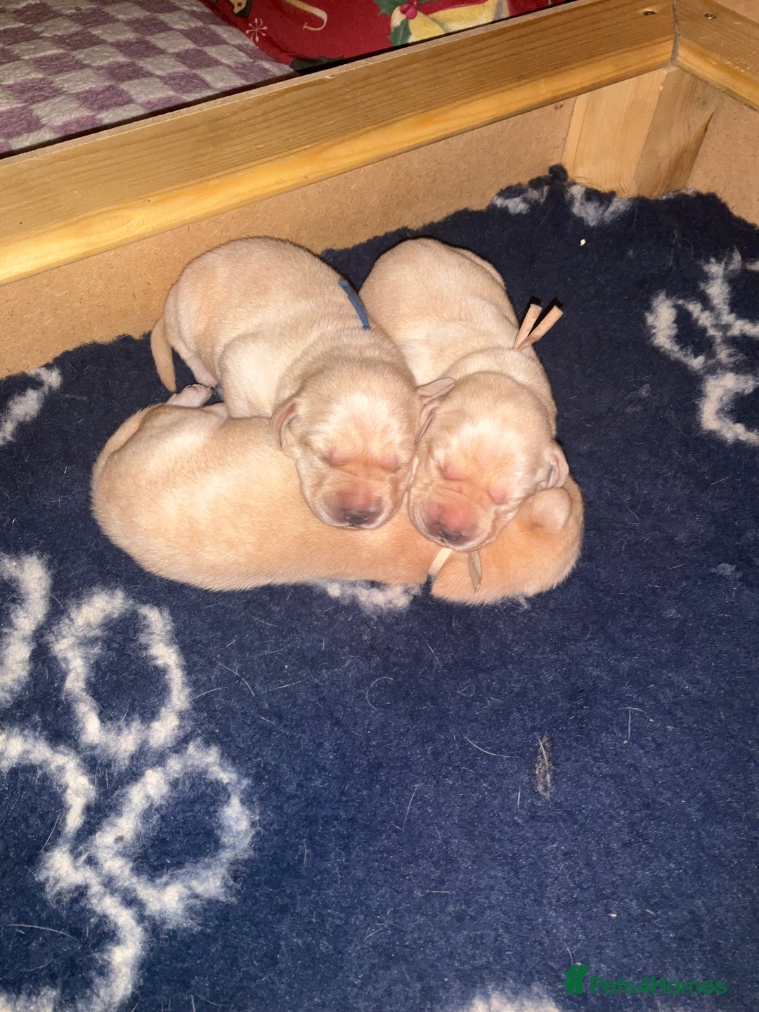 Labrador Retriever dogs for sale: KC Registered Labrador Retriever Puppies - Advert 7