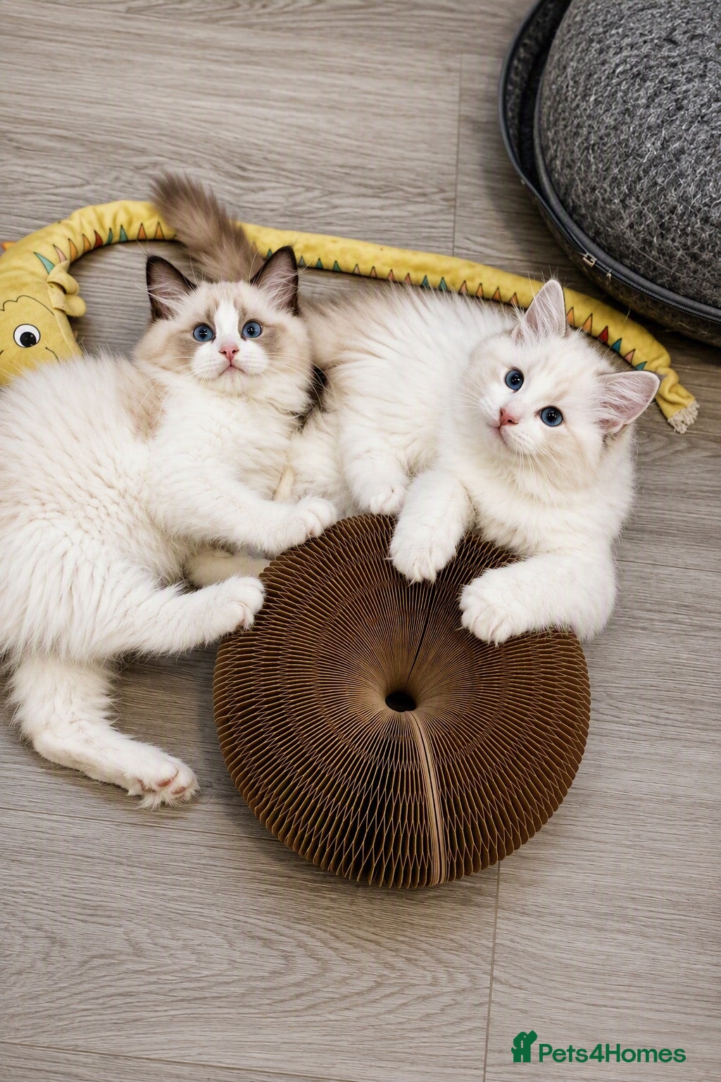 Ragdoll cats WORLD BEATIFUL RAGDOLL KITTEN / FIFE - Advert 2