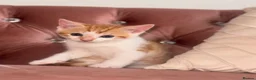 Mixed Breed cats for sale: Kittens  - Advert 10