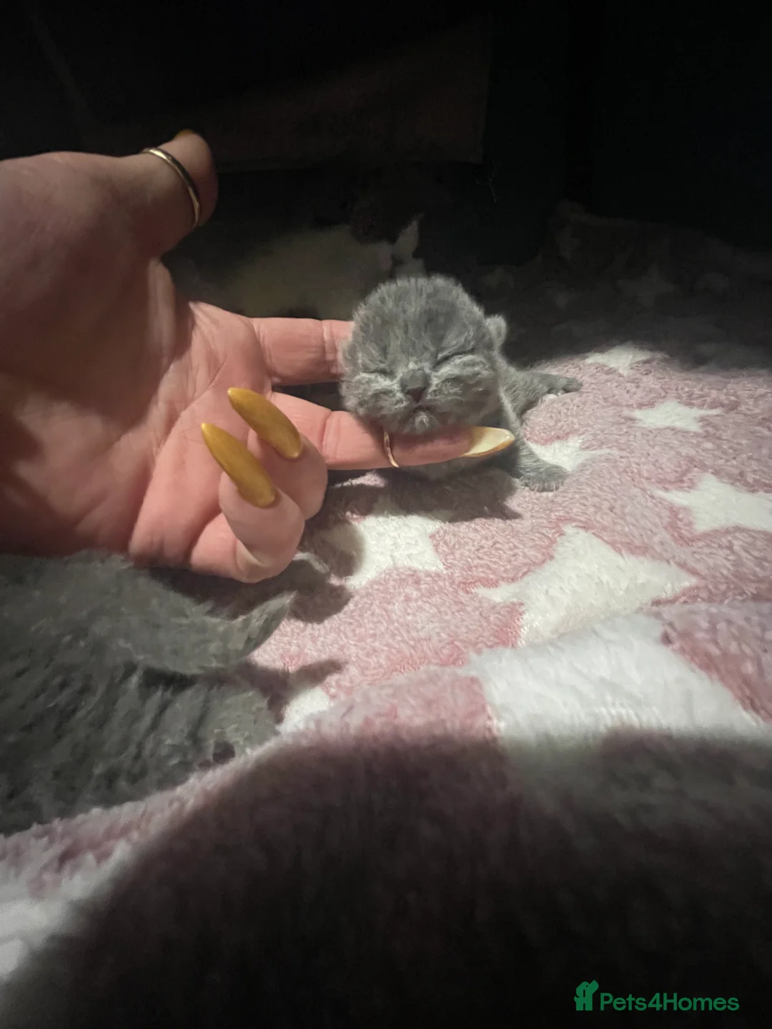 Brazilian Shorthair cats for sale: Superior BSH Kittens GCCF Reg - Advert 3