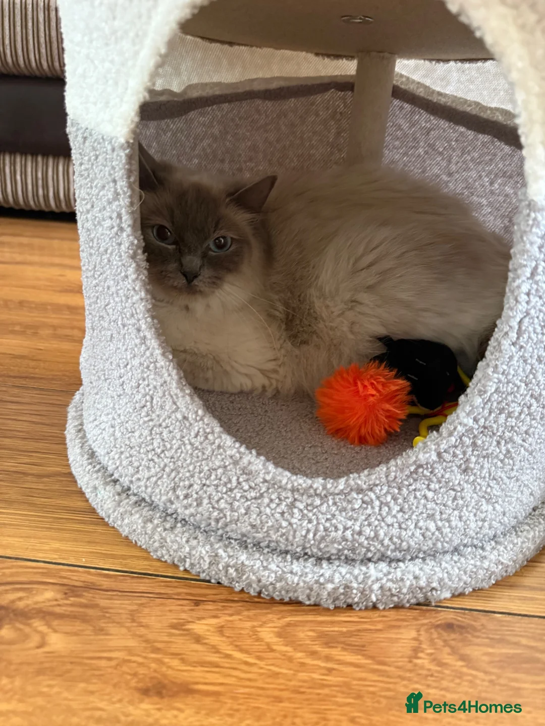 Ragdoll cats for sale: GCCF Active Registered Ragdoll Queen – Dolly - Advert 1