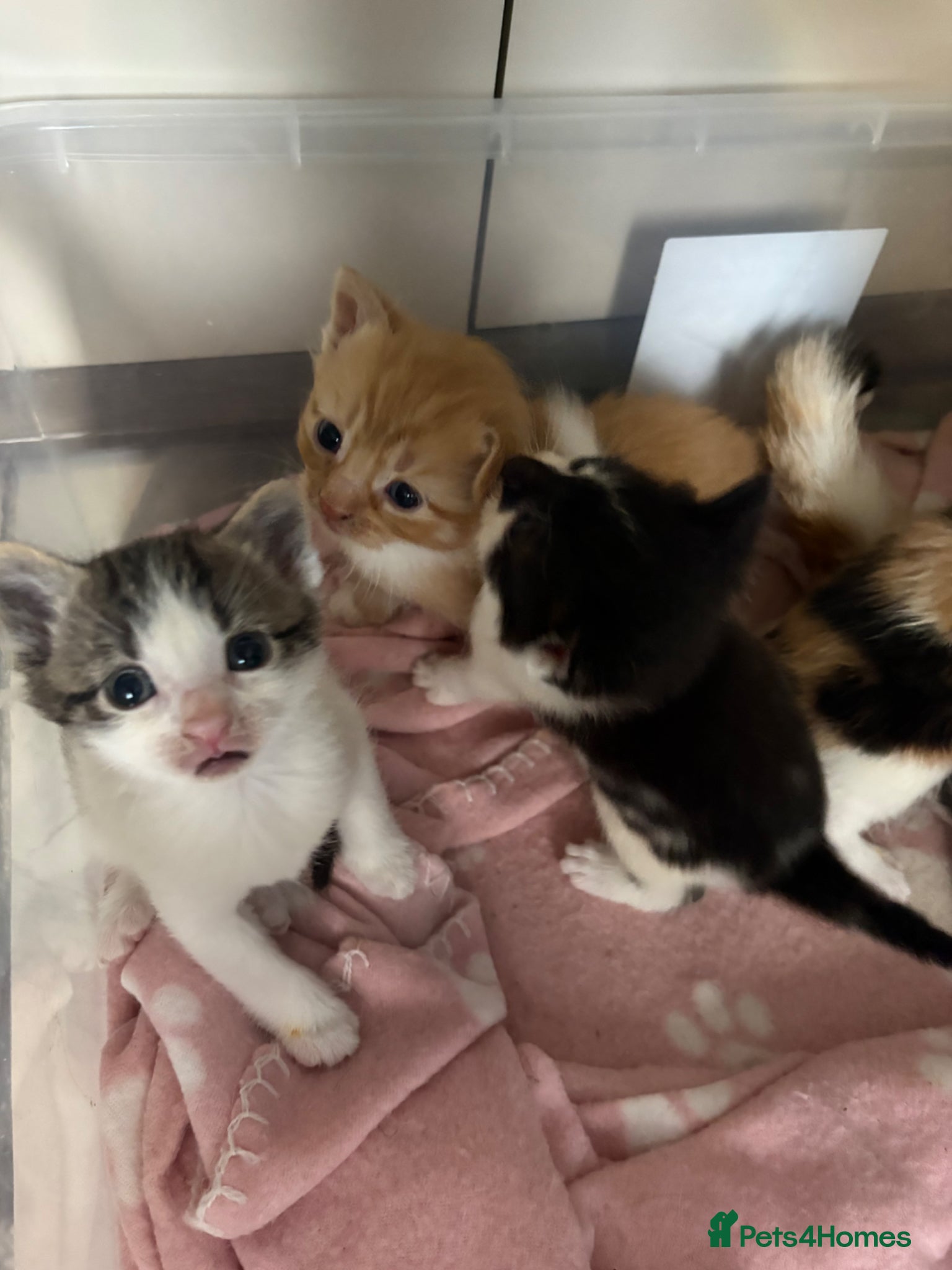 Mixed Breed cats Adorable kittens looking for loving homes  - Advert 18