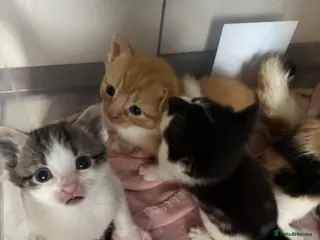 Mixed Breed cats Adorable kittens looking for loving homes - Advert 16