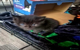 Mixed Breed cats for sale: 4 Black Kittens  - Image 4