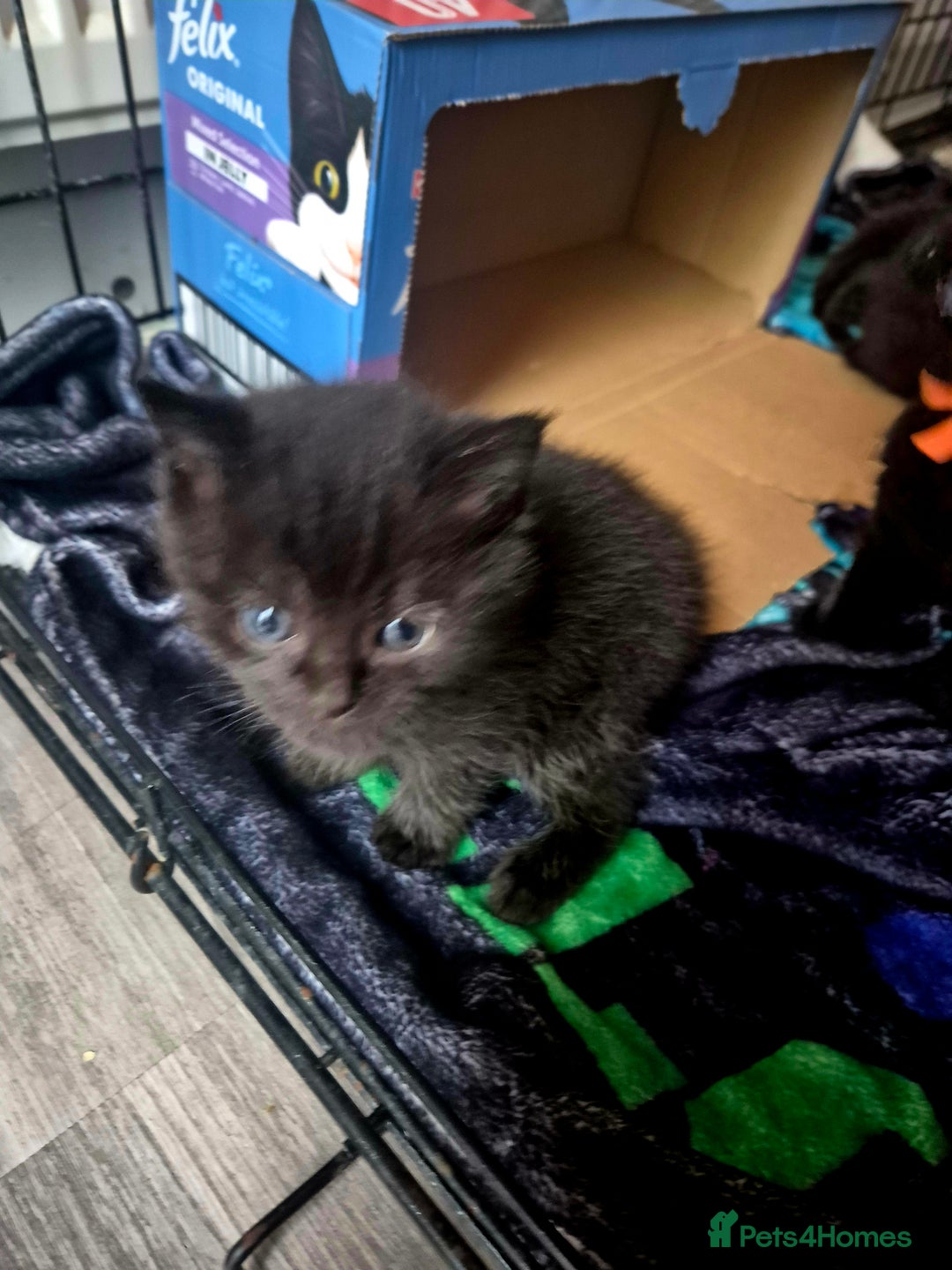 Mixed Breed cats for sale: 4 Black Kittens  - Image 4