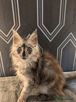 Maine Coon cats Pedigree Maine coons ready 17/11/25 - Advert 6