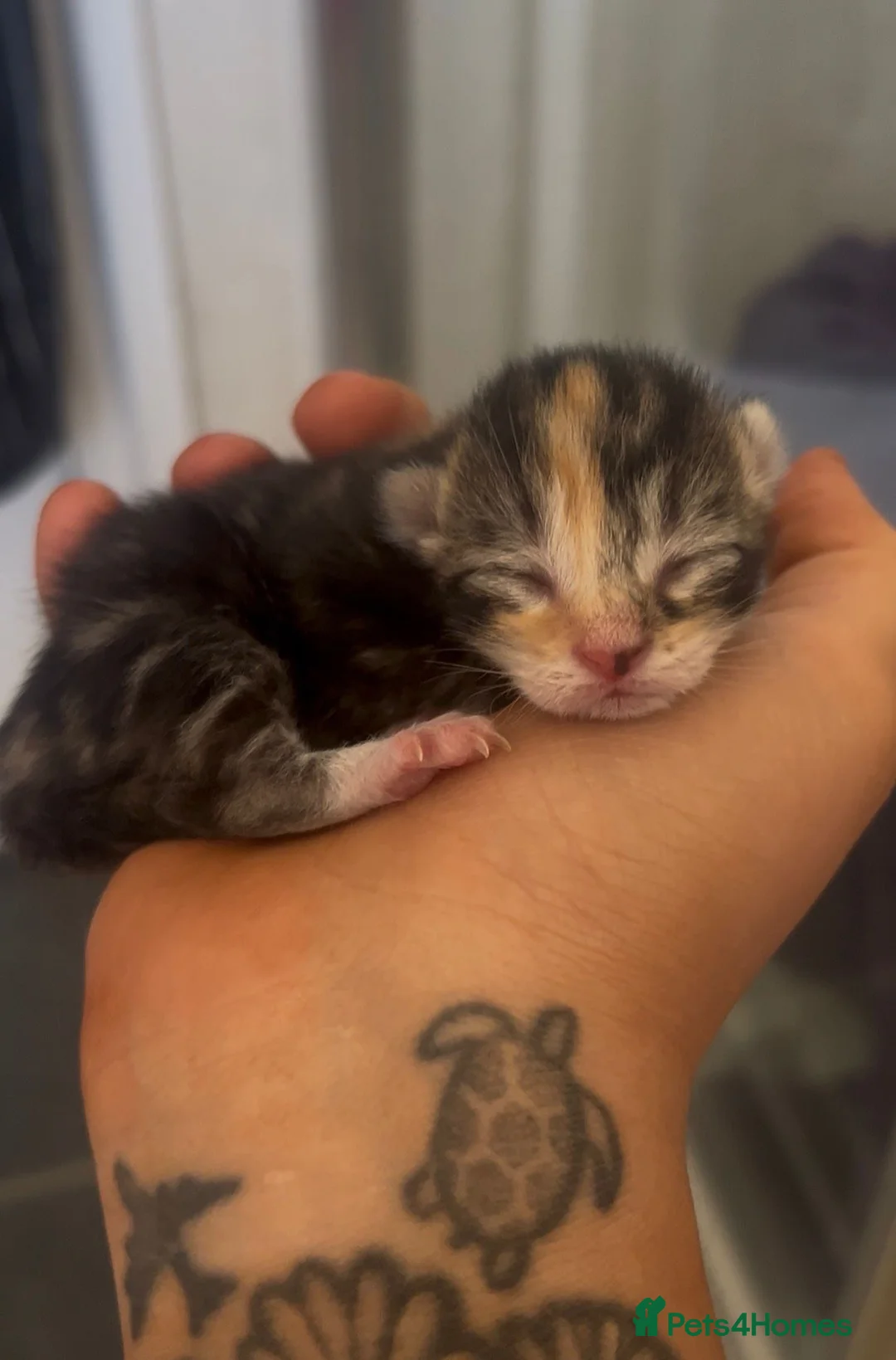 Mixed Breed cats for sale: Maine Coon/Ragdoll cross in Great Missenden - Advert 17