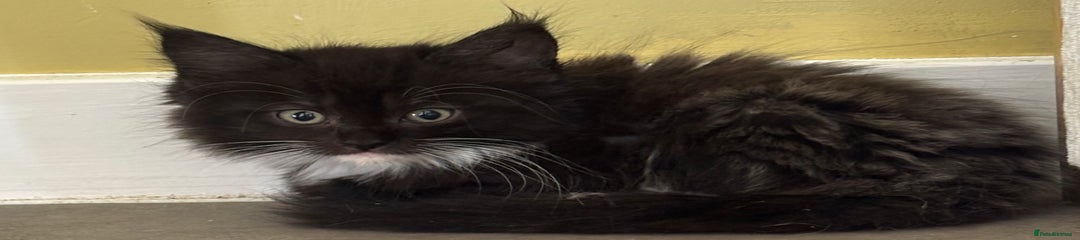 Maine Coon Kitten 6