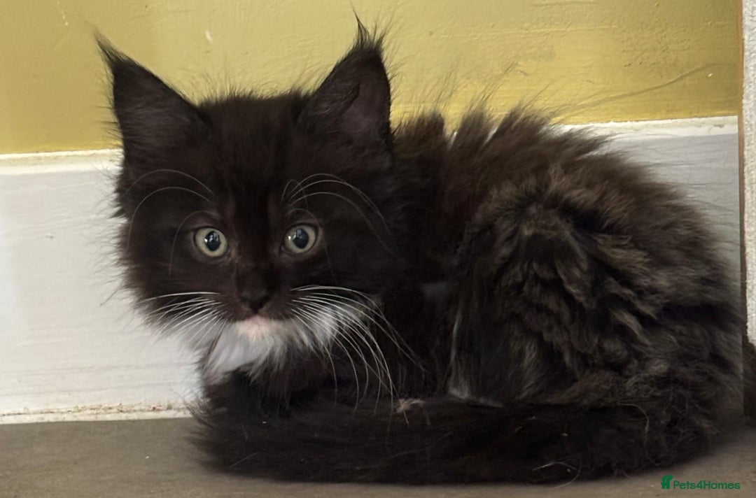 Maine Coon cats for sale: Super fluffy gorgeous Maine coon /Ragdoll kittens  - Image 14