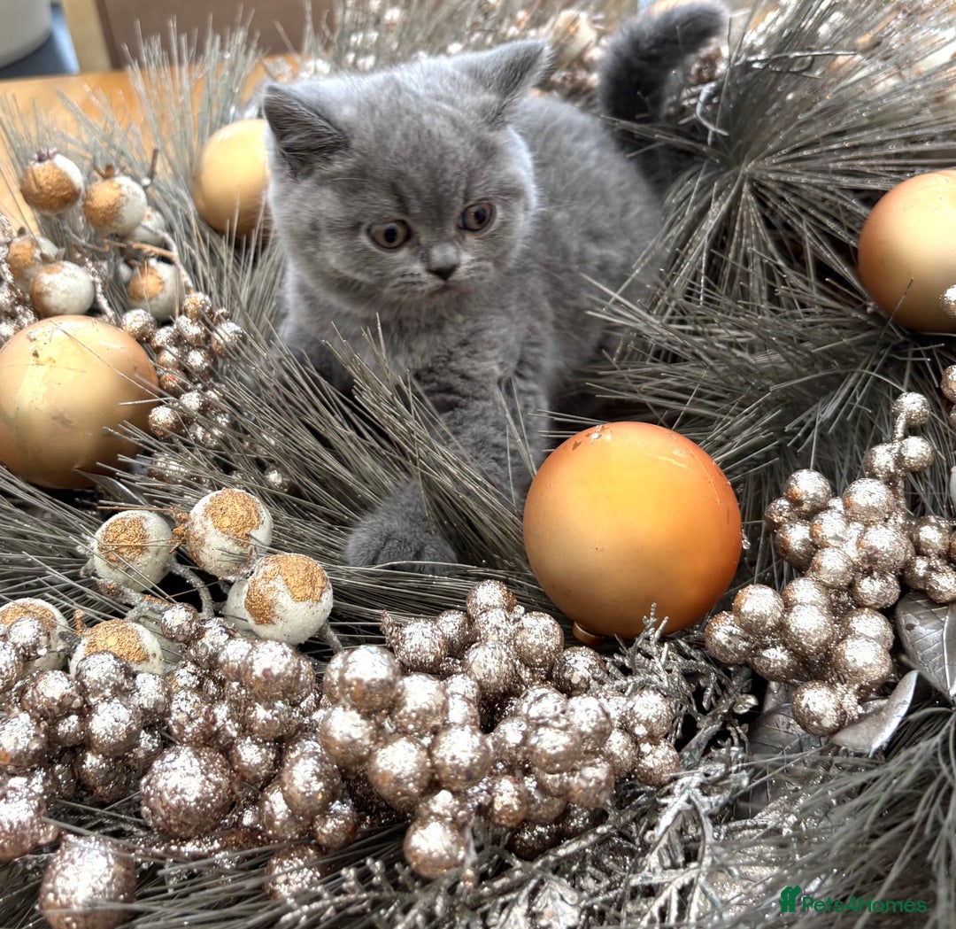 British Shorthair cats for sale: Full British shorthair kittens, London - Advert 8