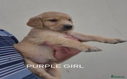 Golden Retriever dogs for sale: KC GOLDEN RETRIEVER PUPPIES HEALTH TESTED PARENTS  - Image 10
