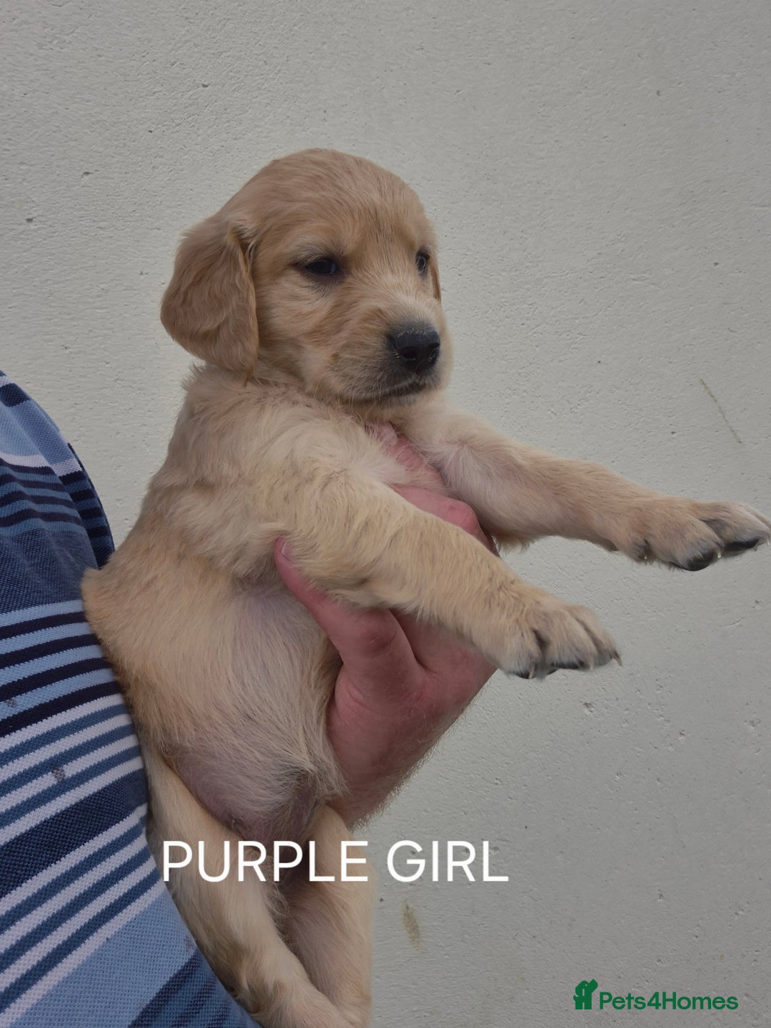 Golden Retriever dogs for sale: KC GOLDEN RETRIEVER PUPPIES HEALTH TESTED PARENTS  - Image 10
