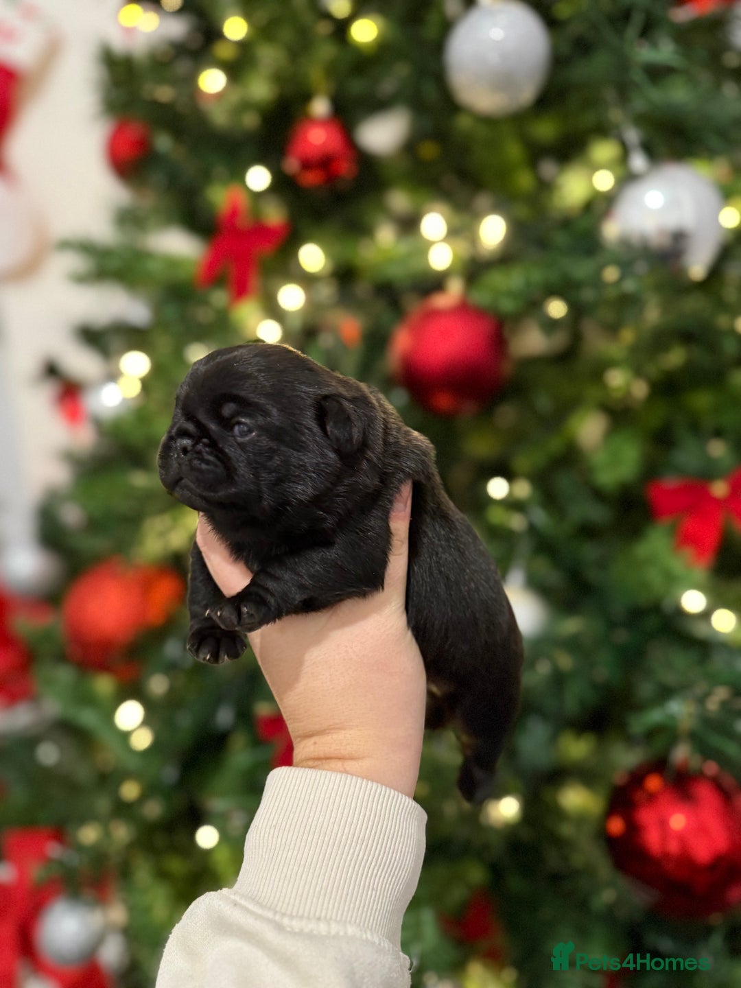 Pug dogs for sale: 🐾 Beautiful Pug Puppies 🐾 - Advert 3