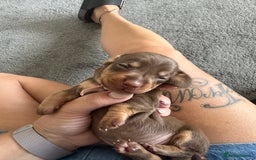 Miniature Dachshund dogs for sale: Smooth haired Miniature Dachshund - Image 21