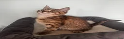 Maine Coon cats for sale: Half Maine Coon kittens  - Advert 9