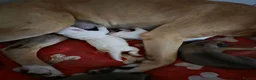 American Bulldog dogs for sale: American bull.dog puppies  in Wigan - Advert 34