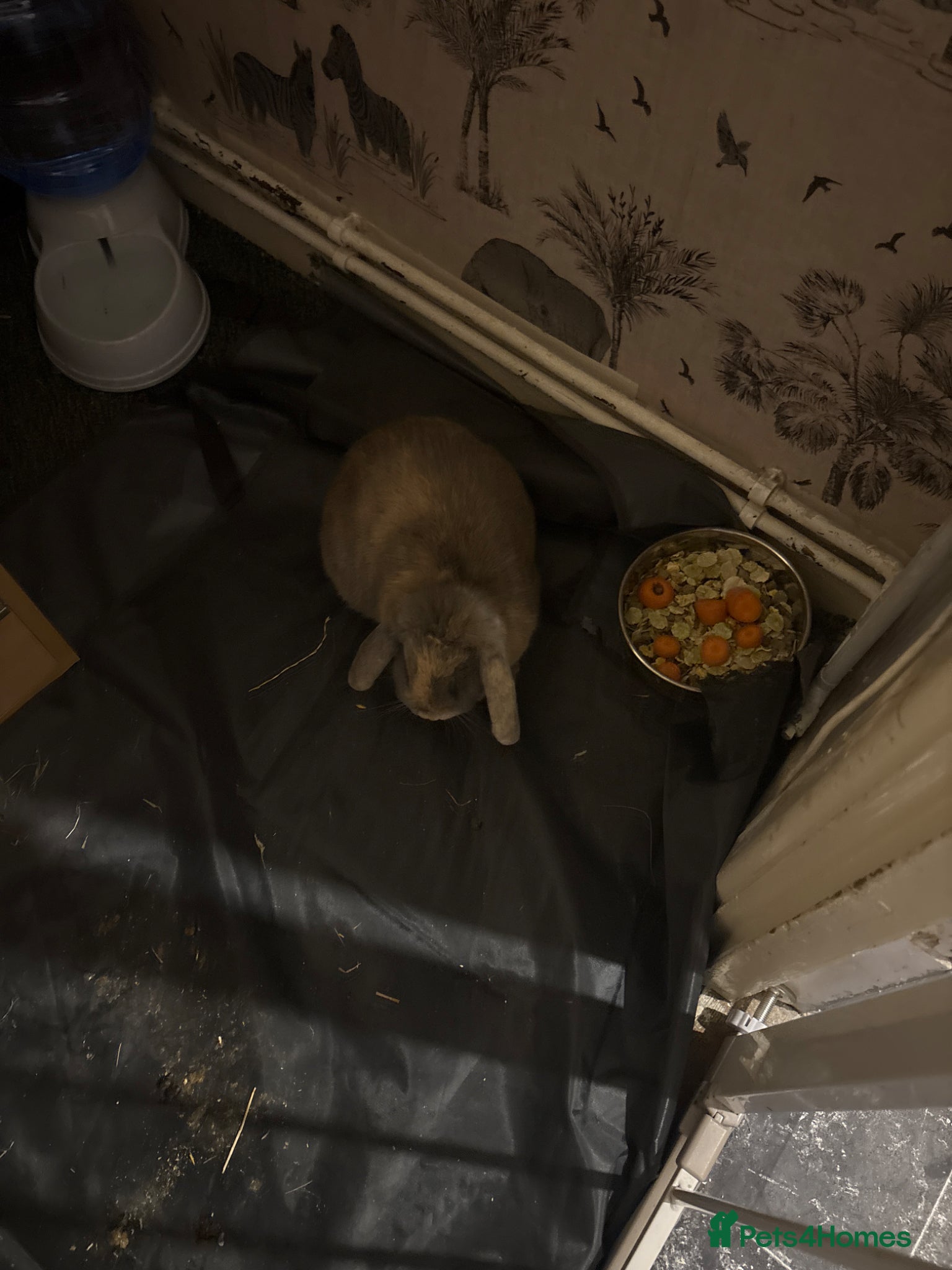 Mini Lop rabbits for sale: Mini lop - Advert 2