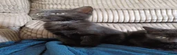 Mixed Breed cats for sale: 2 beautiful kittens 8 weeks old  - Advert 6