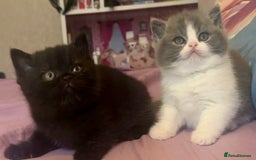 British Shorthair cats for sale: Stunning kittens 🎀🩵💞 - Image 6