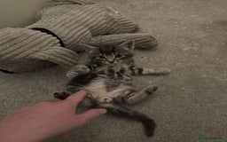 British Shorthair cats for sale: Grey male kitten - Advert 4