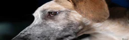Mixed Breed dogs for adoption: Marvlous Meatball - Advert 3