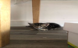 Mixed Breed cats for sale: Kittens for sale  - Image 2
