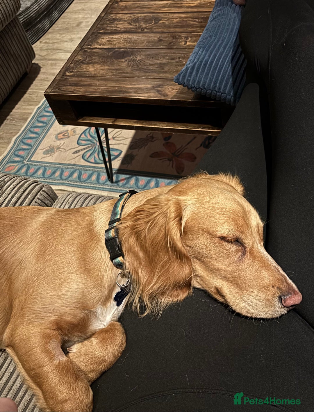 Cocker Spaniel dogs for sale: Male Working Cocker Spaniel - Advert 2