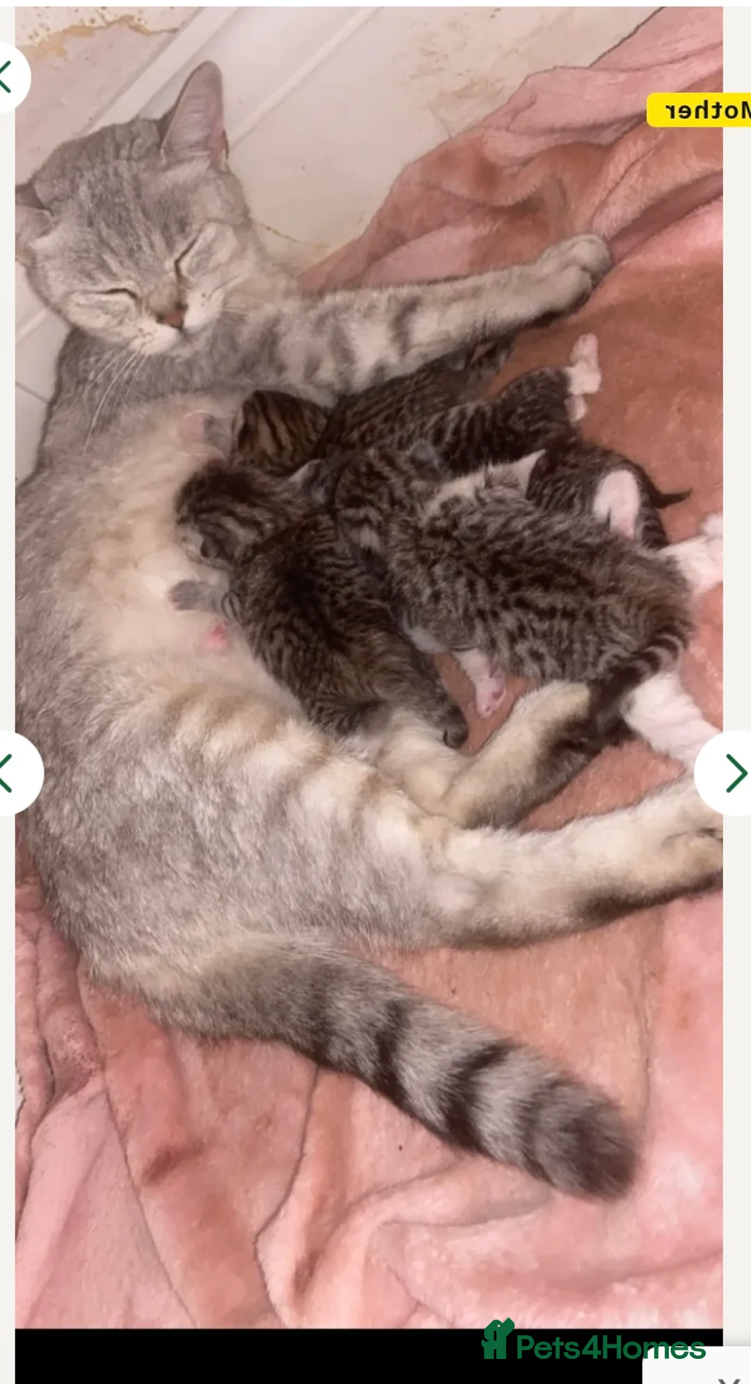 Mixed Breed cats for sale: 6 x Stunning Mixed Bengal/British Shorthair Cross  in Birmingham - Advert 2