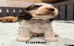 Cocker Spaniel dogs for sale: KC Sable Show Cocker Spaniels  - Image 5