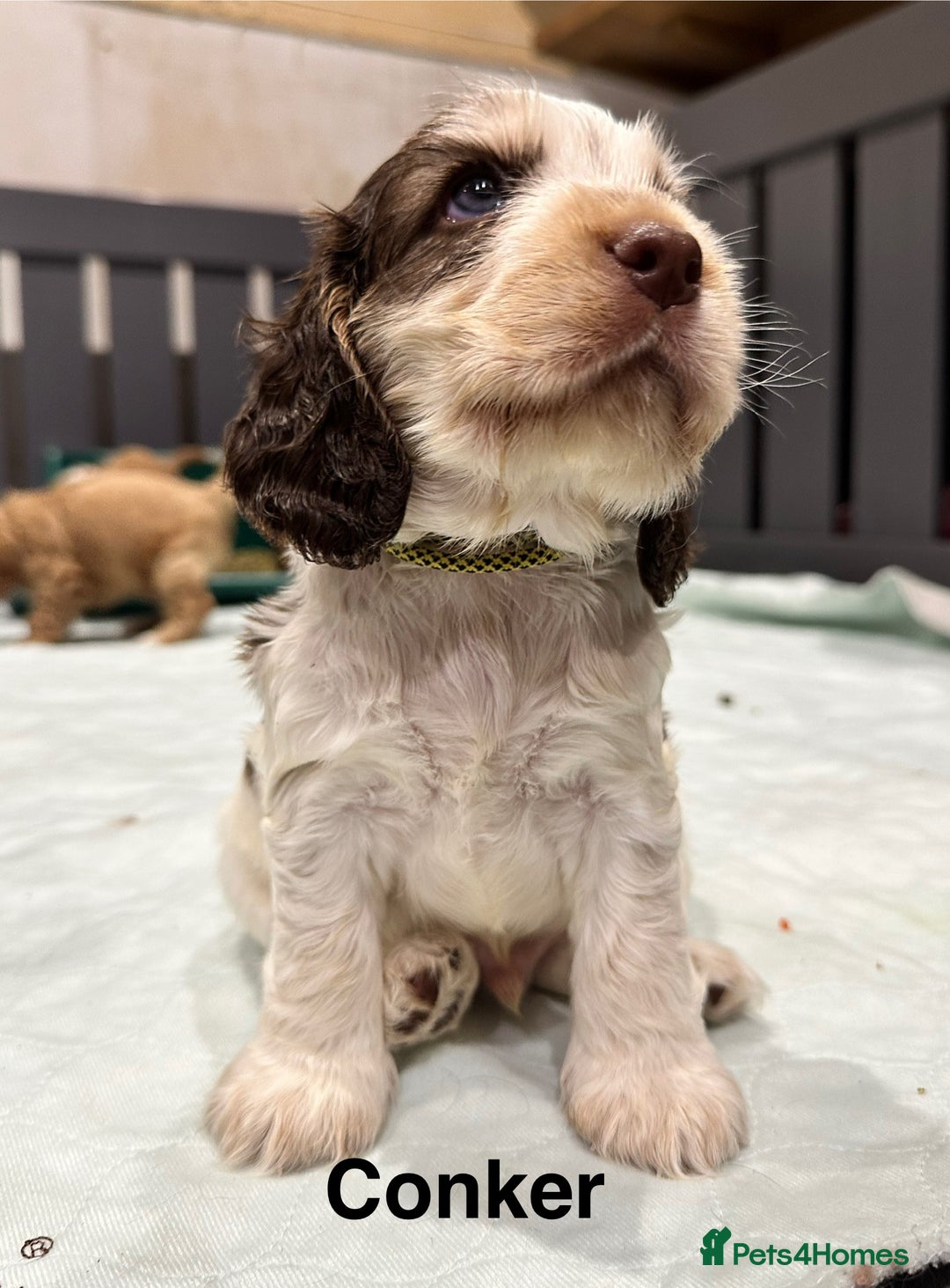 Cocker Spaniel dogs for sale: KC Sable Show Cocker Spaniels  - Image 5