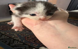 Ragdoll cats for sale: Ragdoll cross breed  - Image 8