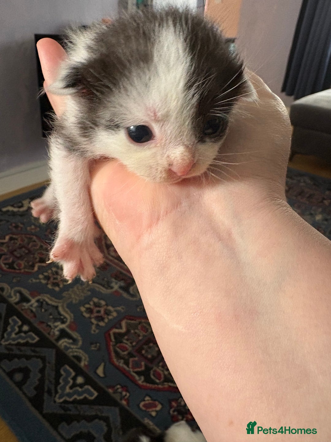 Ragdoll cats for sale: Ragdoll cross breed  - Image 8