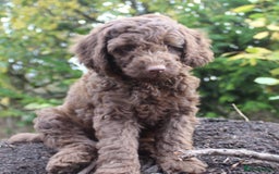 Australian Labradoodle dogs for sale: Health Tested ✔️ BOTH✔️ Parents HIP& ELBOW scored - Image 24