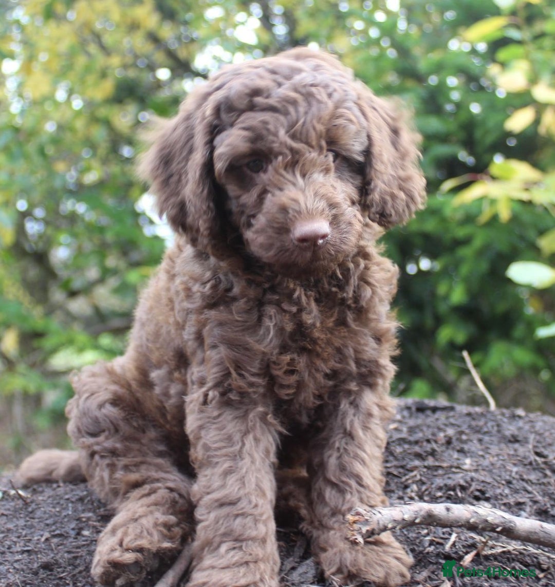 Australian Labradoodle dogs for sale: Health Tested ✔️ BOTH✔️ Parents HIP& ELBOW scored - Image 24