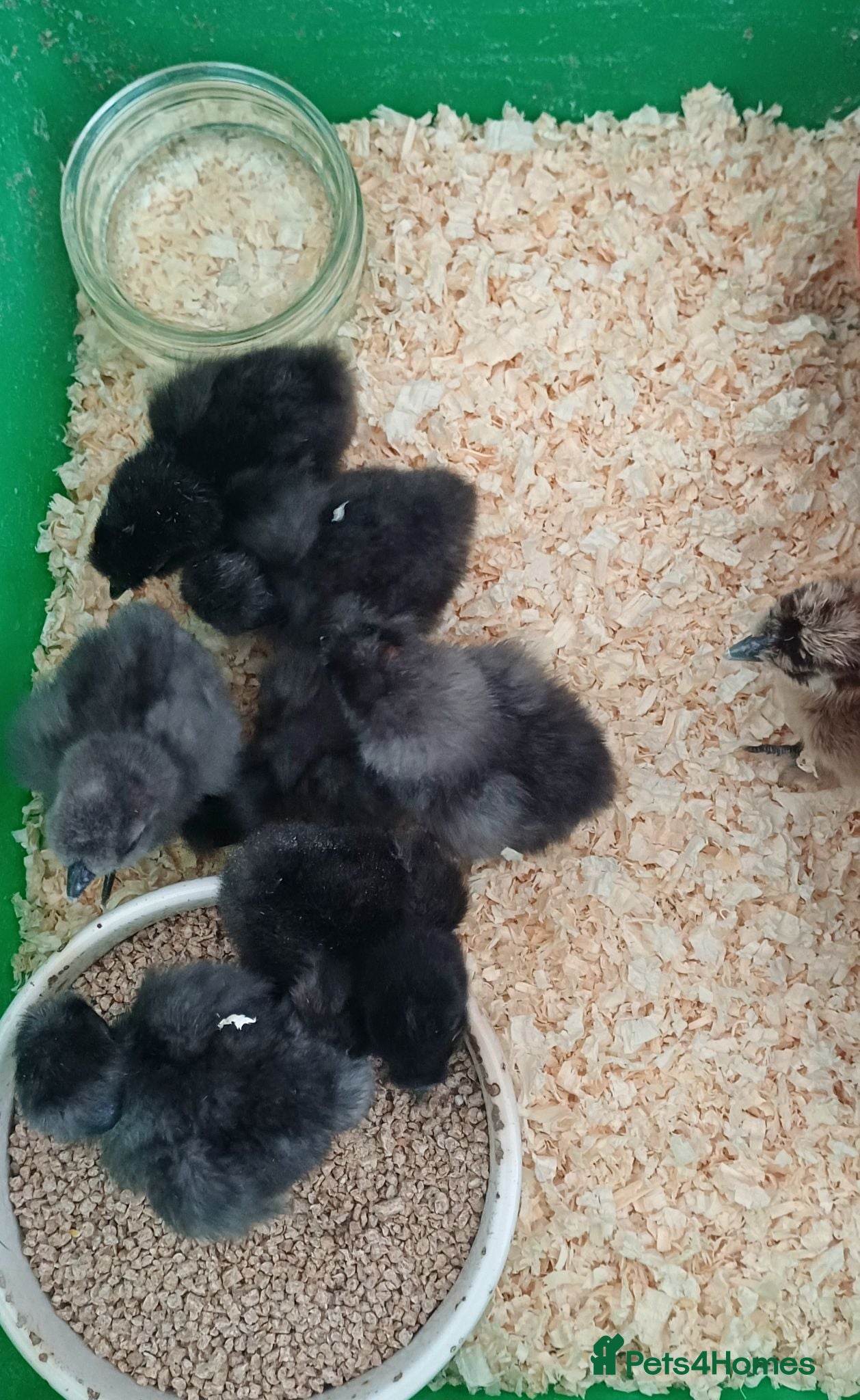 Chickens poultry Silkie chicks, hatching eggs & cockerels available - Advert 3