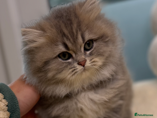 British Shorthair cats Affectionate lap cats health tested parents - Advert 17