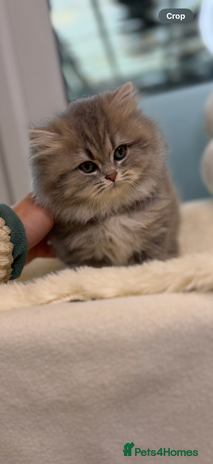 British Shorthair cats Affectionate lap cats health tested parents - Advert 13