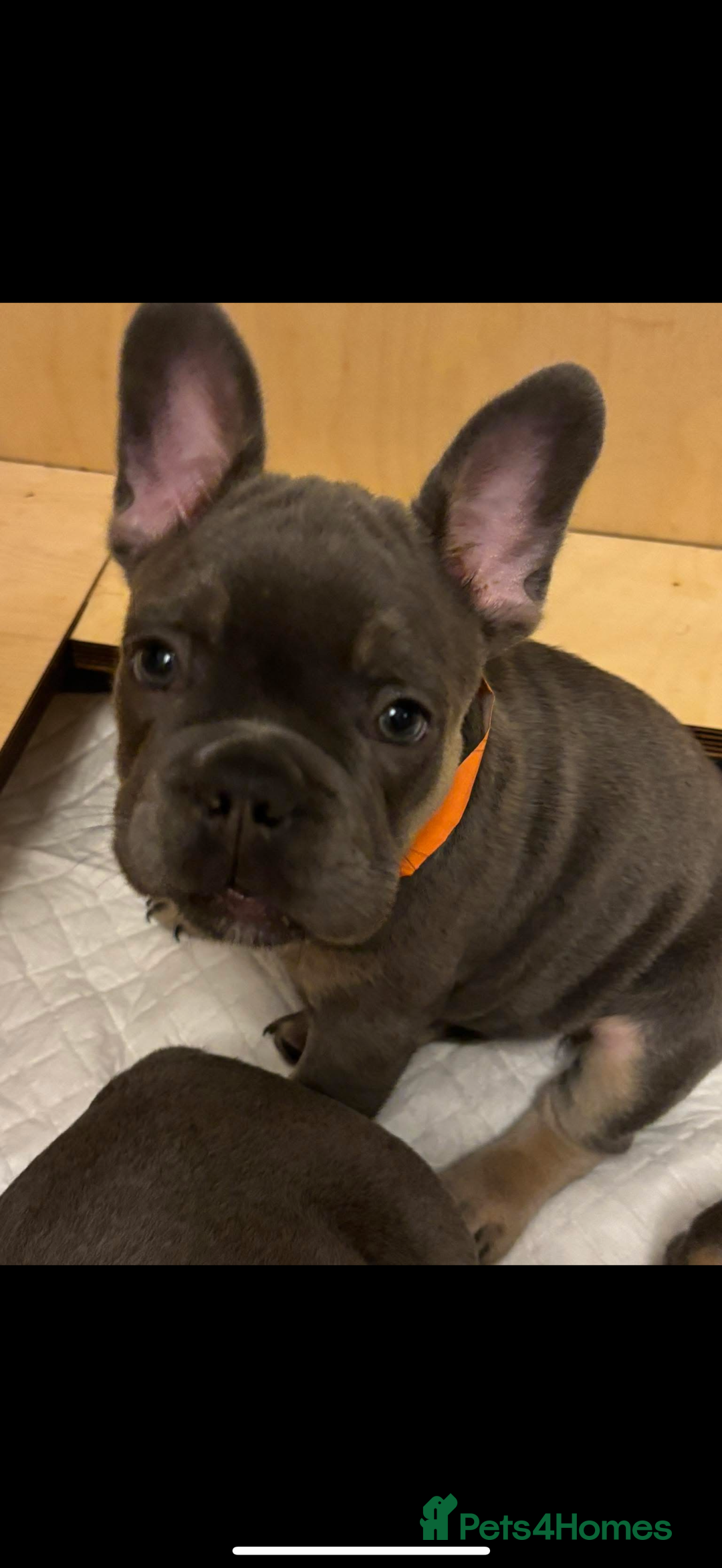 French Bulldog dogs for sale: Female frenchie  - Image 4