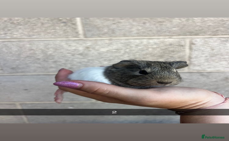 Guinea Pig rodents - Advert 1