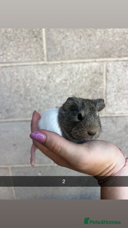 Guinea Pig rodents - Advert 4