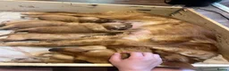 Golden Retriever dogs for sale: Ivys Golden retriever pups 🫶 - Advert 14