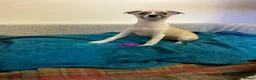 Whippet dogs for sale: Whippet  - Advert 15