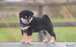 Japanese Shiba Inu dogs for sale: Super quality Shiba Inu puppies  - Image 1