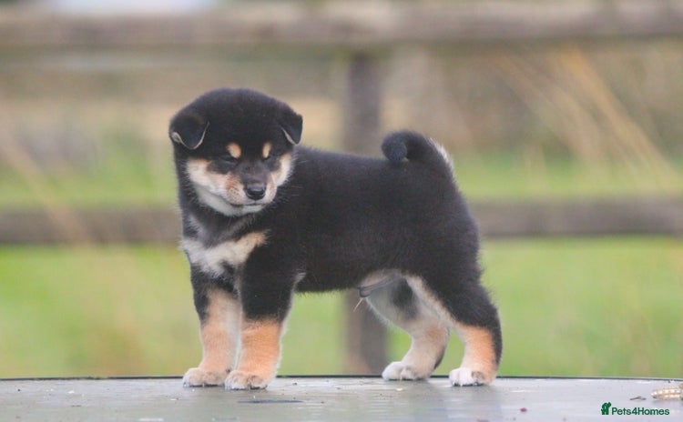 Japanese Shiba Inu dogs - Advert 1