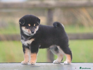 Japanese Shiba Inu dogs - Advert 7