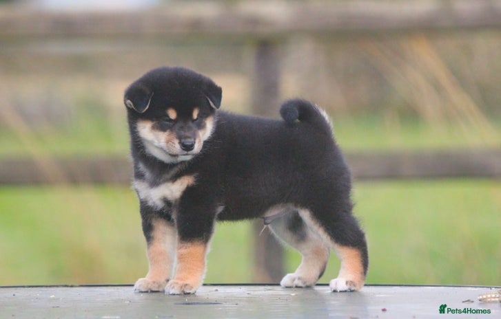 Japanese Shiba Inu dogs - Advert 8