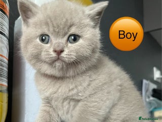 British Shorthair cats Beautiful kittens 🐱💕 - Advert 1