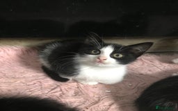 Domestic Shorthair cats for sale: 5 male kittens ready to leave now  - Image 3