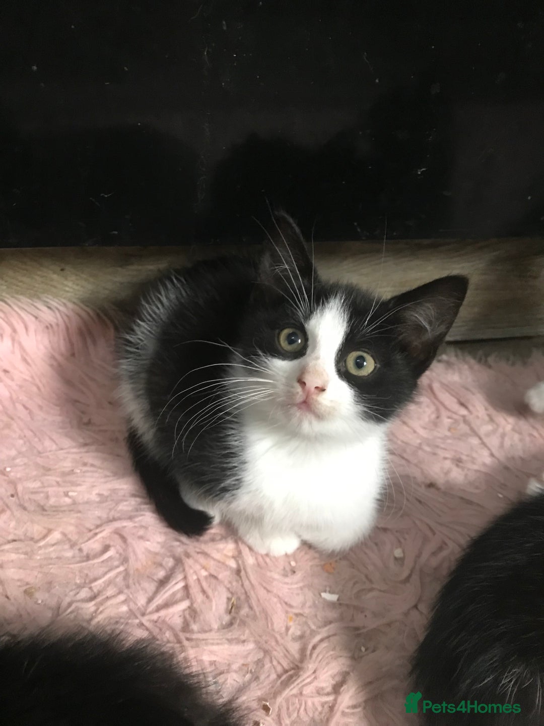 Domestic Shorthair cats for sale: 5 male kittens ready to leave now  - Image 3